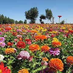 Mixed Double Zinnia Seeds Flower Garden Big Bright Beautiful Variety Butterfly