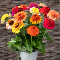 Crestar Mix Zinnia Seeds