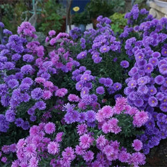 Purple Daisies:Amethyst Gem