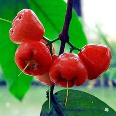 Rose Apple Fruit Seeds