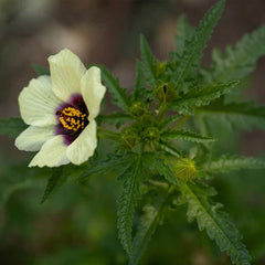 Flower of an Hour (Hibiscus trionum)