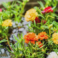 Moss Rose Seeds for Planting Outdoor Rare Purslane Seeds Succulent Ground Cover Plant Portulaca Oleracea Seeds