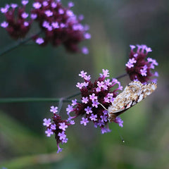 Perennial Verbena Bonariensis Purpletop Vervain Flower Seeds for Planting