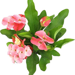 Euphorbia Crown of Thorns Plant Decor, Cactus Plants Live Houseplants