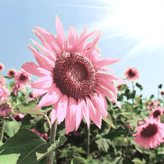 Pink Sunflower Seeds for Planting, Easy to Plant and Grow, Outdoor Garden and Bonsai Plants Helianthus annuus Seeds