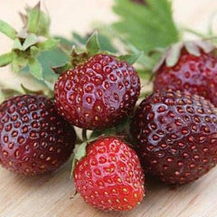 Purple Wonder Strawberry Seed  Rare Dark Strawberry Sweet Juicy Fruit Gardening
