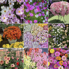 Royal Meadow Flower Seed Mix