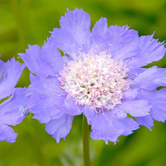 Perennial Blue Scabiosa Pincushion Flower Seeds for Planting