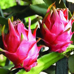 Dragon Fruit Seeds