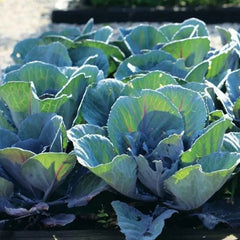 Cabbage Early Thunder F1