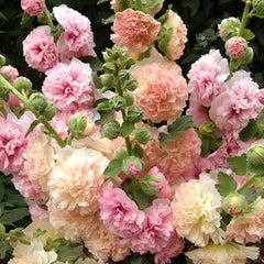 Hollyhock Seeds Carnival Mix Giant Mallow Double Hollyhock Flowers Seed Perennial Outdoor Home Garden Flower
