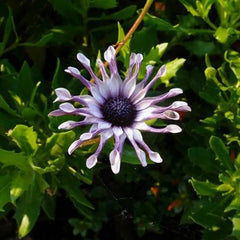 Blue Eye Chrysanthemum - White Peony Long-lasting Blooms