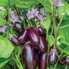 Patio Baby Eggplant Seeds