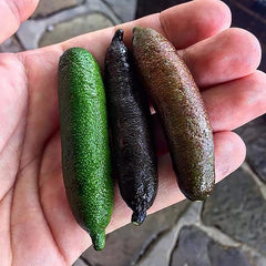 Finger Lime Seeds Non-GMO Low Maintenance  Garden Plant Fruit Seeds
