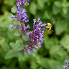 Perennial Nepeta Mussinii Catmint Herb Garden Seeds for Planting