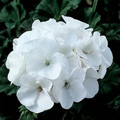 Geranium Pinto Premium White F1 Seed