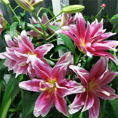 Oriental Perfume Lily Seeds