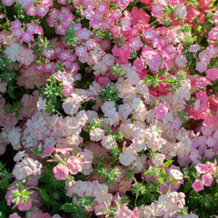 Phlox drummondii -Dwarf Mix