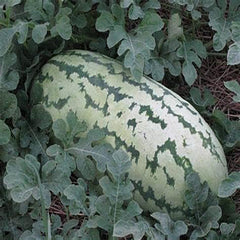 Jubilee Watermelon Seeds for Planting