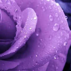 Purple Rose Rosa Bush Shrub Perennial Flower Seeds