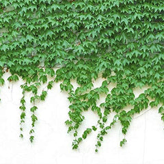 Ivy Vine Liana Seeds Green Vines Climbing Beautiful Ground-Creeping Plants Bonsai Home