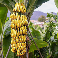 Banana Tree Seed Tropical Plant Delicious Sweet Fruit Non-GMO Gardening