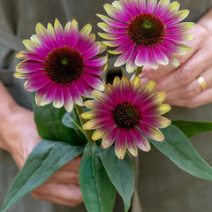 Echinacea, Sweet Sandia