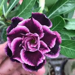 Desert Rose Grace