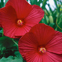 Perennial Hibiscus Luna Red Flower Seeds for Planting