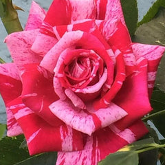 Rose red white Miniature Rose