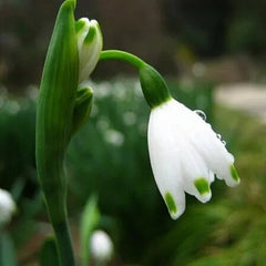 Snowdrop Flower Seeds