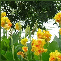 Mixed Canna Lily Flower Seeds Perennial Beautiful Bonsai Plant Home Garden Decor