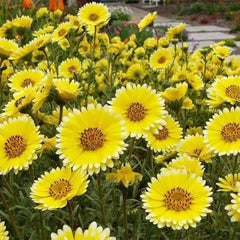 Tidy Tips (Layia Platyglossa) Seeds Great for butterfly and hummingbird gardens!