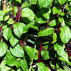 Malabar Red Stem Spinach Seeds