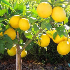 Dwarf Lemon Bonsai Tree Seeds, Grow a Delicious Fruit Bearing Bonsai Tree