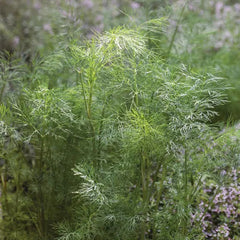 Dill, Mammoth