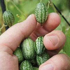 Mini Thumb Watermelon Fruit Vegetables Seeds