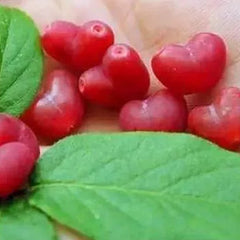 Choniccra standishii-Love Fruit Seeds