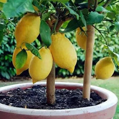 Perfume Lemon Seeds  High Germination Rate - Year Round Blooms and Fruits