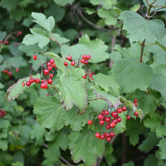 American Cranberry Seeds