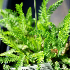 Yarrow Seeds for Planting White Flower
