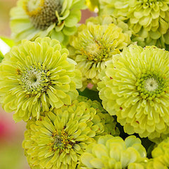 Vibrant Envy Zinnia Seeds