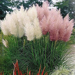 Pink Pampas Grass Seeds Ornamental Grass for Landscaping or Decoration