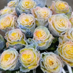 Rainbow Frost Rose Seeds – Add a Touch of Frosted Magic to Your Garden!