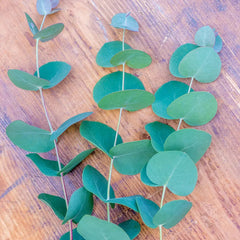 Eucalyptus gunii, Silverdrop