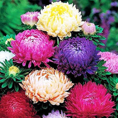 Peony Aster Mix for Planting