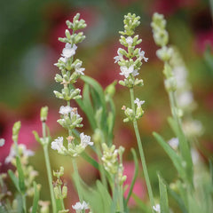 Lavender, Lacy Frills