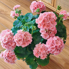 Pink Apple Blossom Geranium Seeds