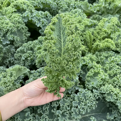 Kale Seeds