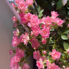 Lotus Star Rose Seeds: Blooming All Year, Bringing Continuous Good Fortune
